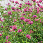 Gomphrena 'truffula Pink' Long-flowering Pink Annual 50-70 Cm | 6 x Jumbo Plugs | Pink