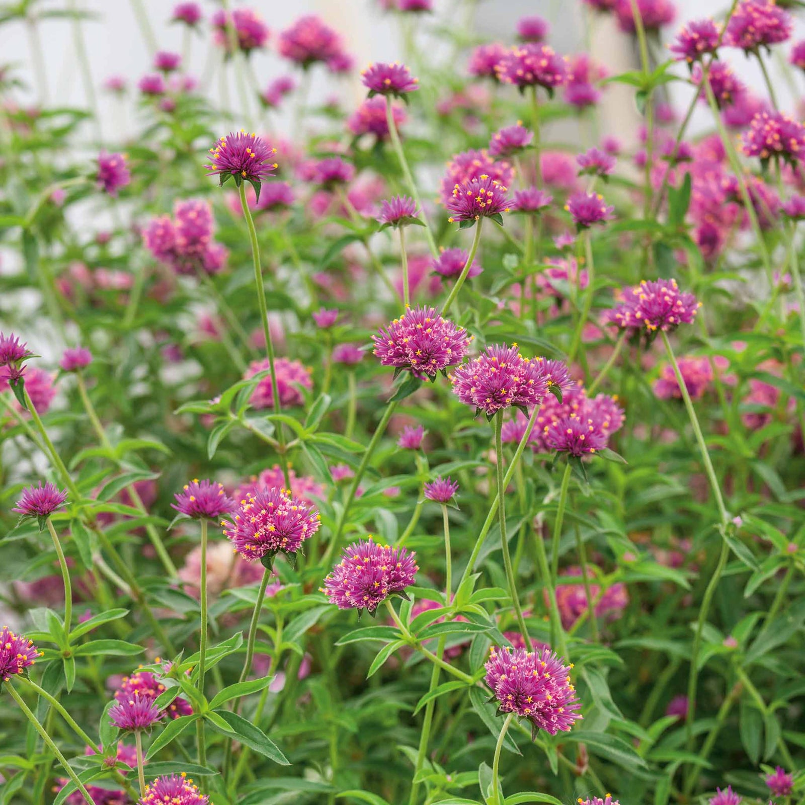 Gomphrena 'truffula Pink' Long-flowering Pink Annual 50-70 Cm | 6 x Jumbo Plugs | Pink