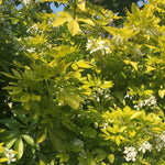 Choisya 'sundance' Evergreen Shrub | 1 x 9cm | Yellow & White