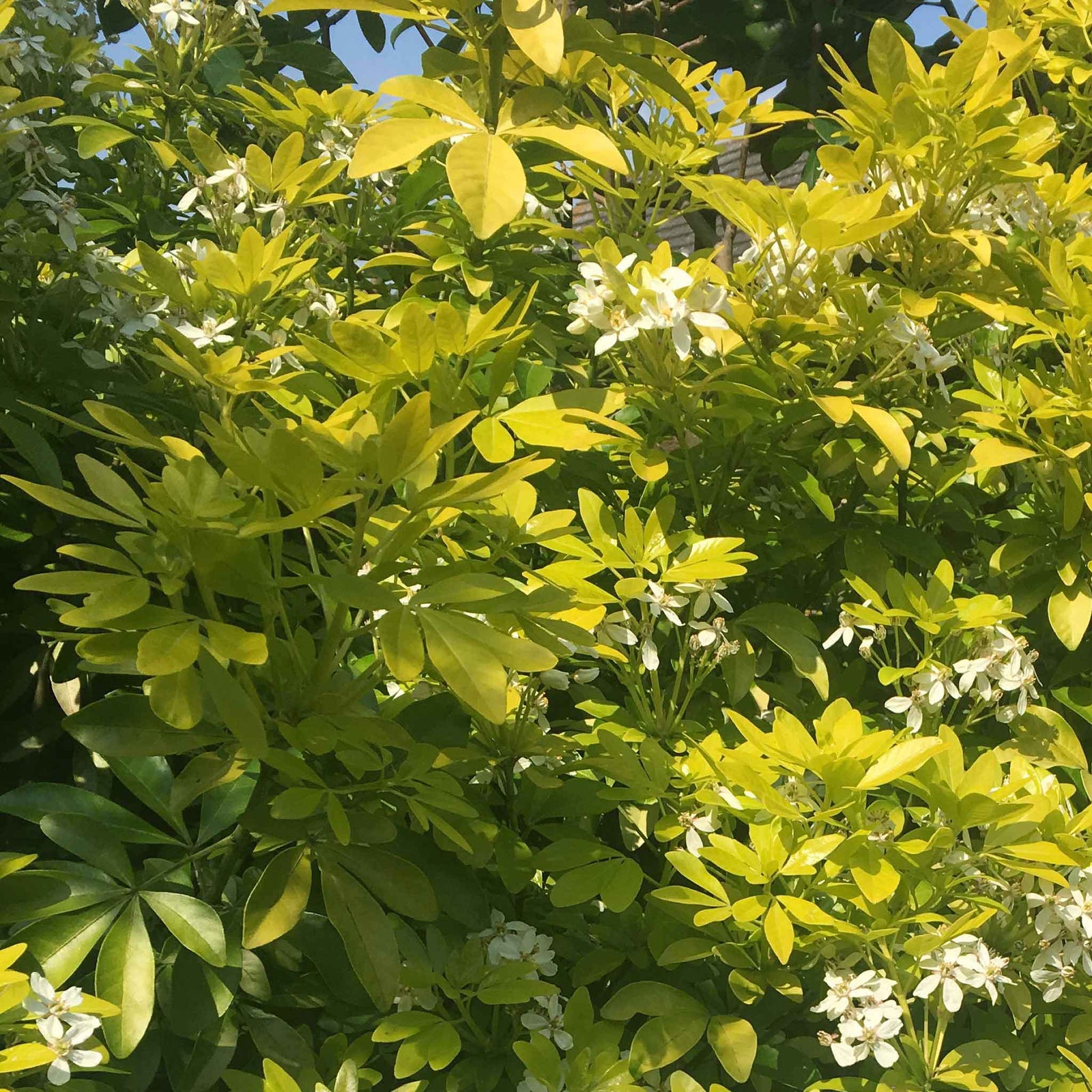 Choisya 'sundance' Evergreen Shrub | 1 x 9cm | Yellow & White