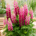 Lupinus Lupinova ‘cutie’ - 9cm pots | 1 x 9cm | Pink