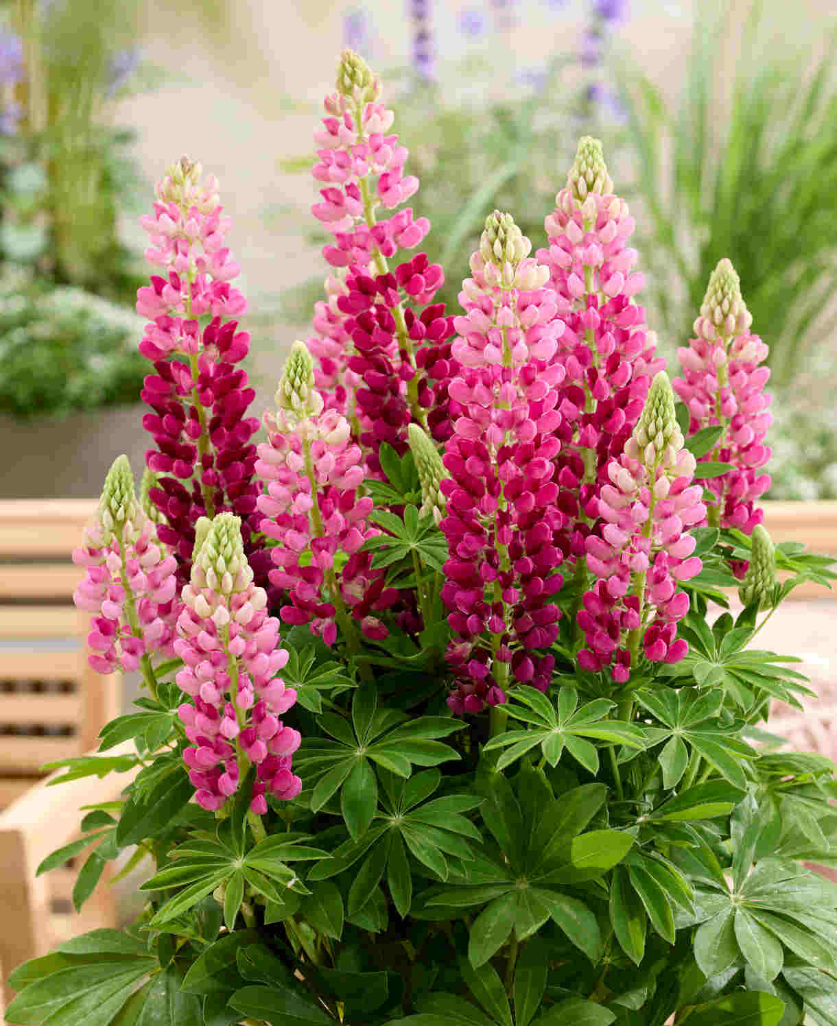 Lupinus Lupinova ‘cutie’ - 9cm pots | 1 x 9cm | Pink