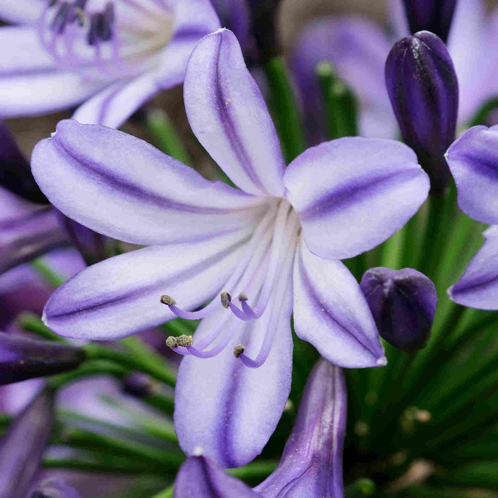 Agapanthus Duo - 9cm pots | Set-of-4 | Purple