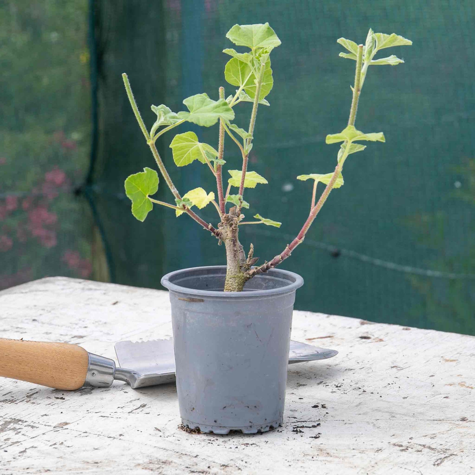 Lavatera Clementii 'barnsley Baby' - Hardy Pink Shrub | 1 x 9cm