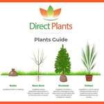 Direct Plants Enkianthus Campanulatus Red Bells Garden Shrub Plant