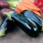 Aubergine 'moneymaker' F1 Hybrid Plant | 6 x Jumbo Plugs | Black