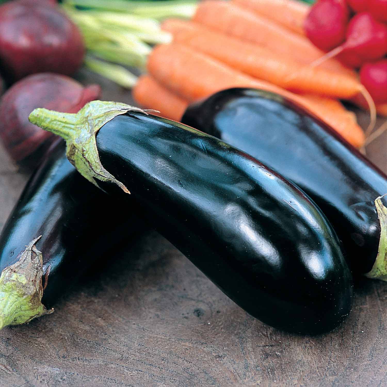 Aubergine 'moneymaker' F1 Hybrid Plant | 6 x Jumbo Plugs | Black