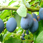 Plums King Of Damsons Fruit Tree 6ft Tall Supplied In A 12 Litre Pot