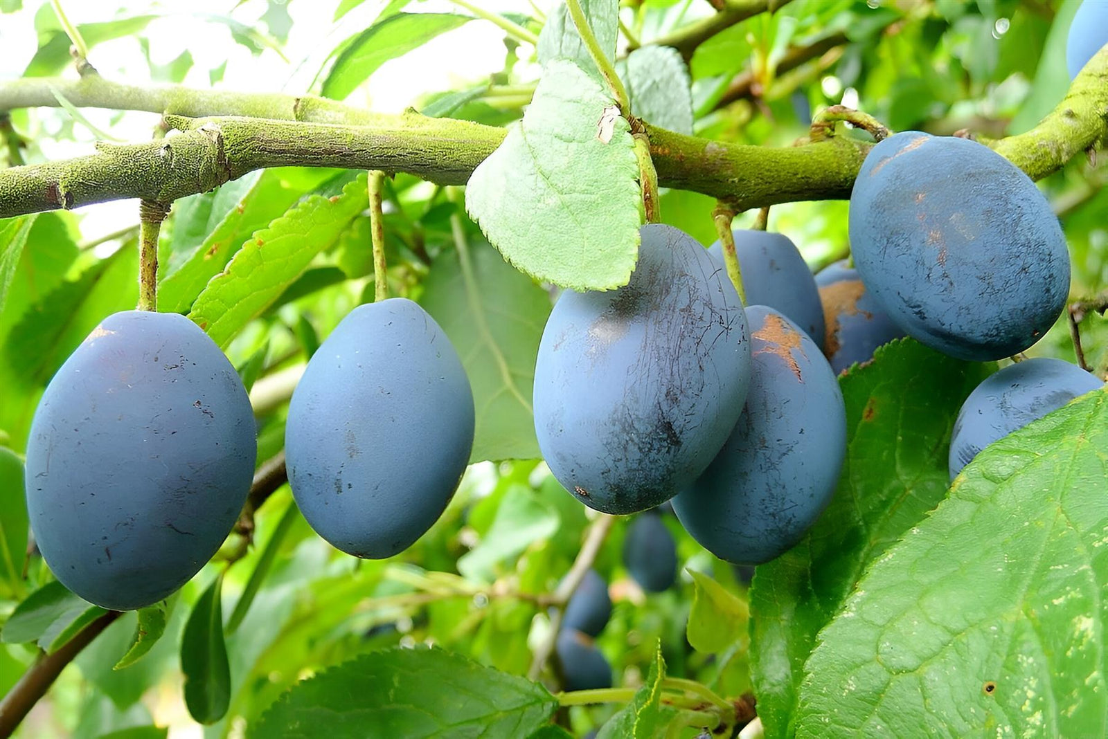 Plums King Of Damsons Fruit Tree 6ft Tall Supplied In A 12 Litre Pot