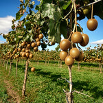Kiwi Fruit - Actinidia Deliciosa 'jenny' - Height 20-40cm - ⌀9cm | Set of 3 | Green