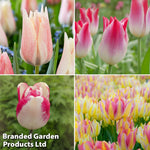Thompson & Morgan Tulip Colour Changing Collection 32 Bulbs