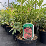 Large Pieris Forest Flame Shrub Evergreen Garden Plant In A 3 Litre Pot