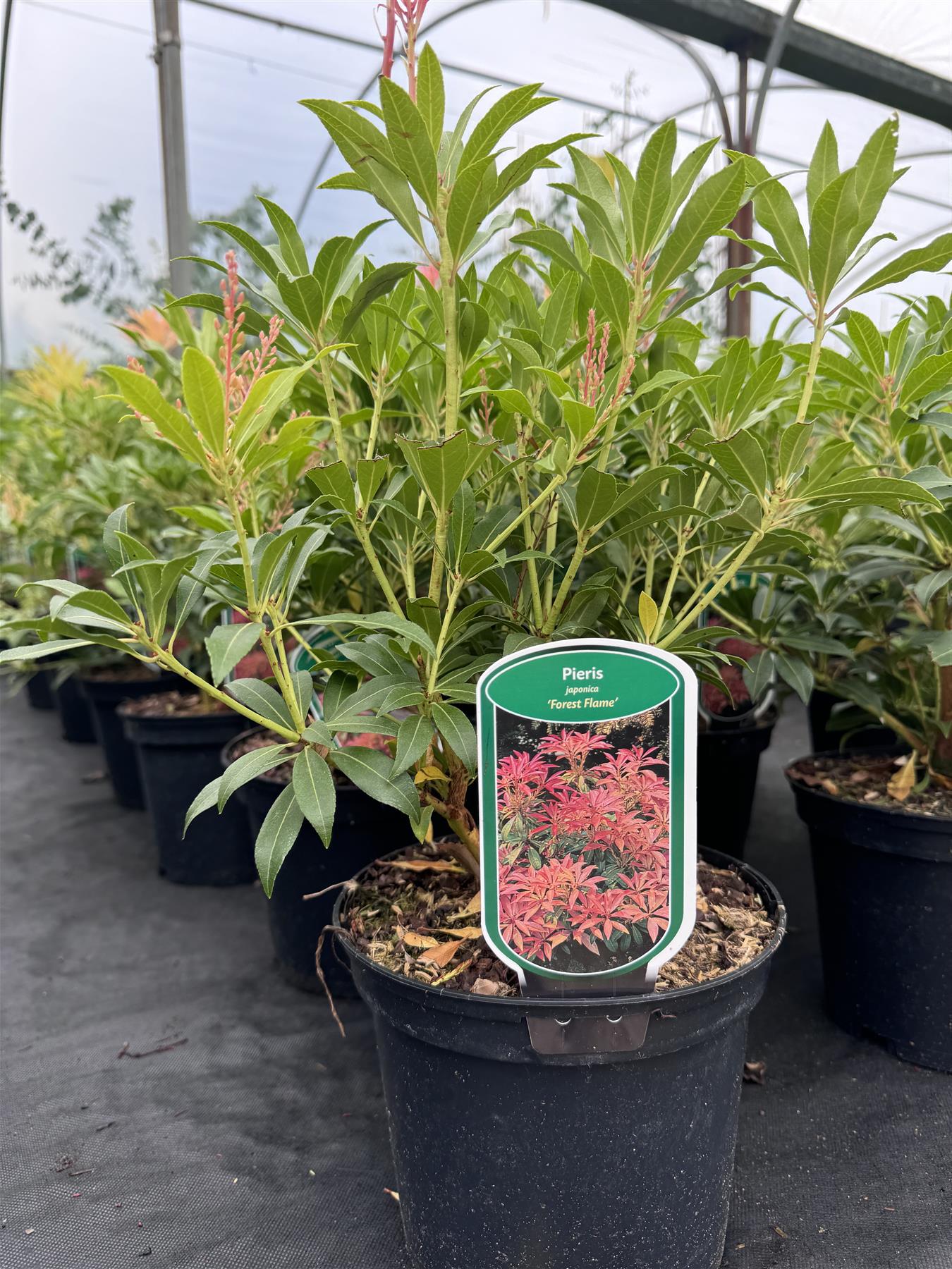 Large Pieris Forest Flame Shrub Evergreen Garden Plant In A 3 Litre Pot