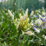 Agapanthus 'twister' (bicolour, Rhs Agm, 60cm) | 1 x 2L | Blue & White