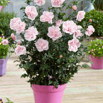 Hayloft Happy Hibiscus Collection