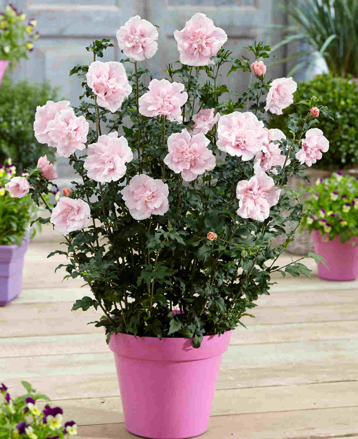 Hayloft Happy Hibiscus Collection