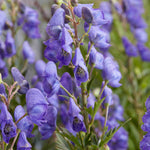 Aconitum 'Pershore Abbey' -  9cm pot | 3 x 9cm | Purple