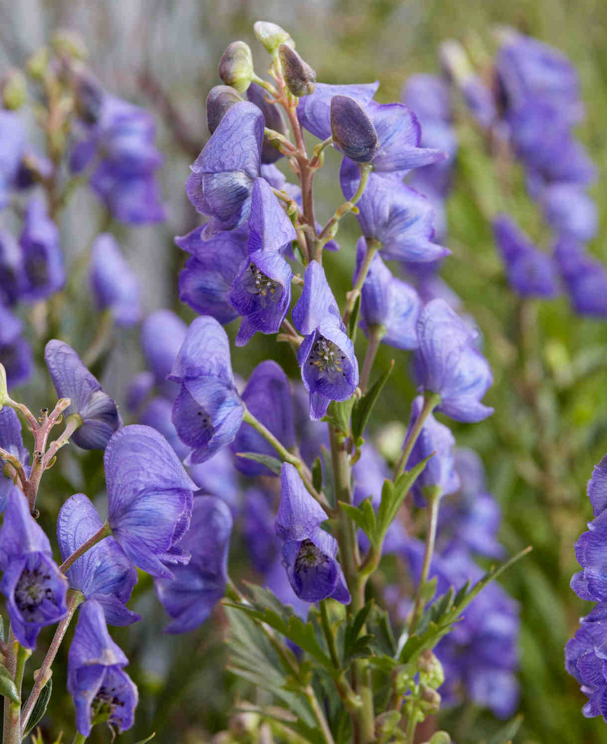 Aconitum 'Pershore Abbey' -  9cm pot | 3 x 9cm | Purple