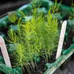 Asparagus 'connover's Colossal' Seeds | 120 Seeds | Purple & Green