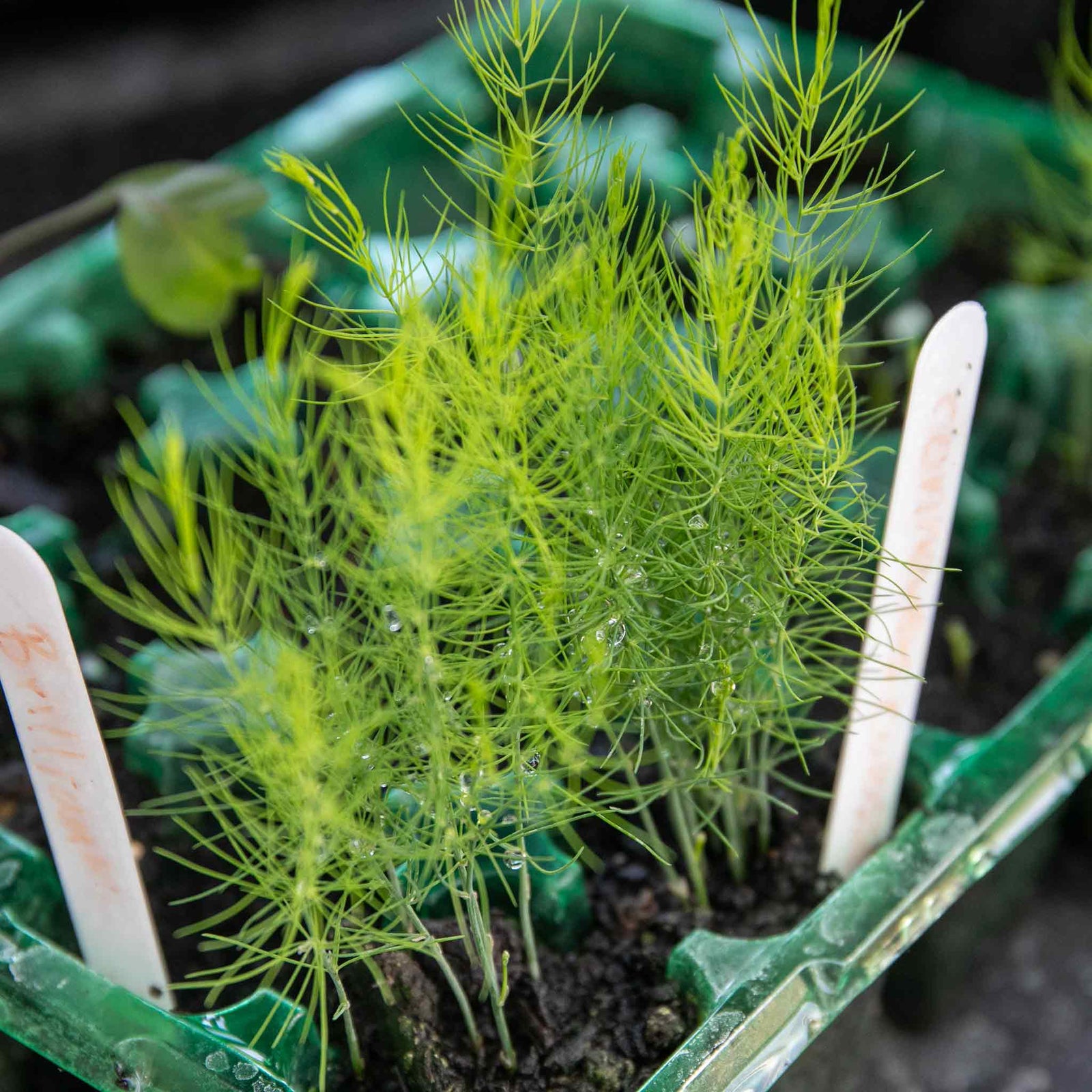 Asparagus 'connover's Colossal' Seeds | 120 Seeds | Purple & Green