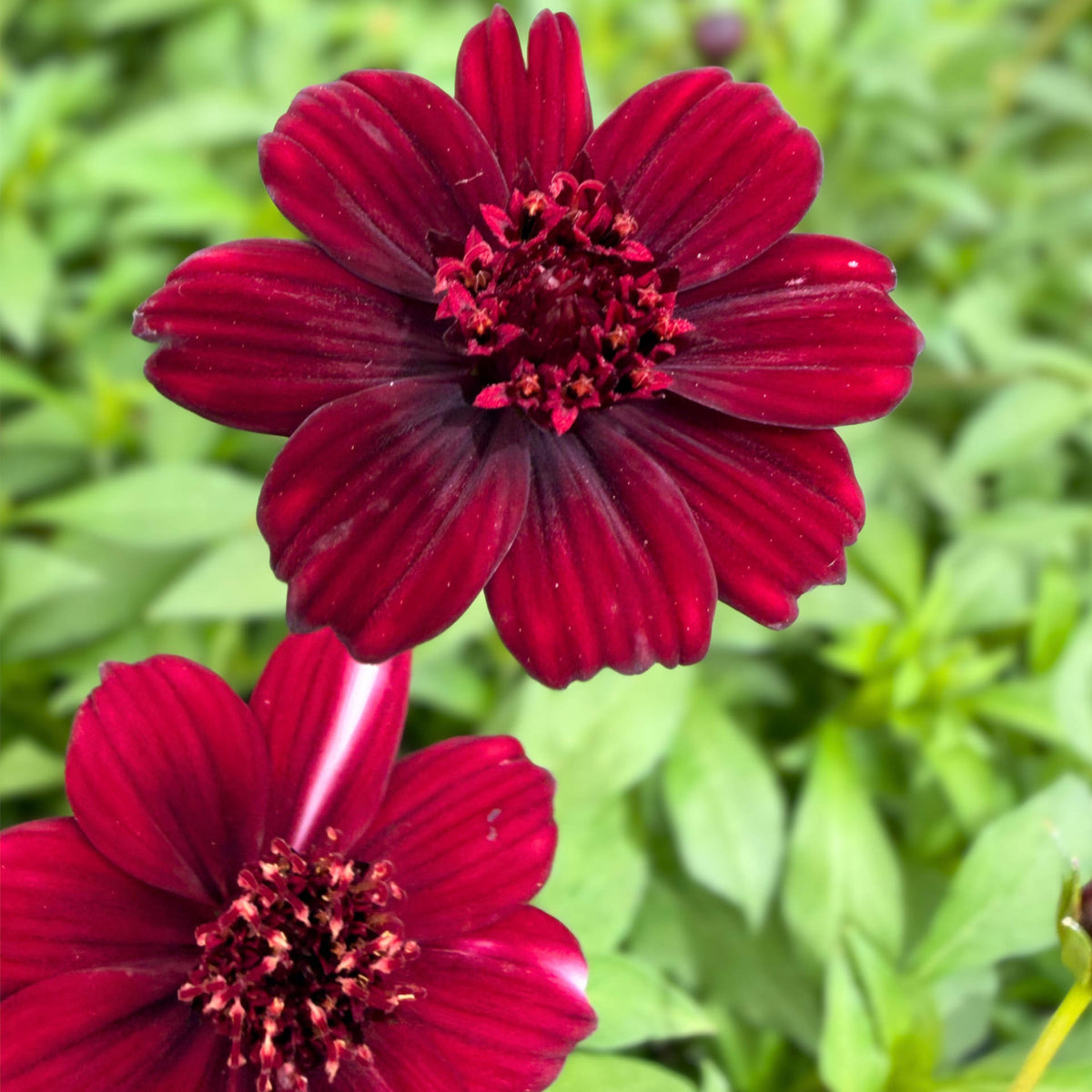 Cosmos Atrosanguineus 'black Forest' - 9cm Pots | 3 x 9cm | Deep Red
