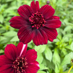 Cosmos Atrosanguineus 'black Forest' - 9cm Pots | 1 x 9cm | Deep Red