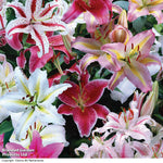 Giant Oriental Lily Collection - Bulbs | Set of 24