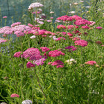 Achillea 'summer Berries Mixed' - Summer Perennial | 6 x Jumbo Plugs | Multi