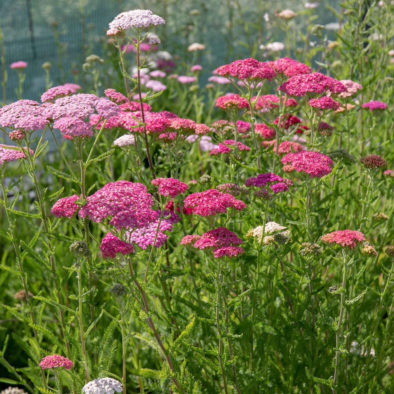Achillea 'summer Berries Mixed' - Summer Perennial | 20 x Pro Grower Plugs | Multi