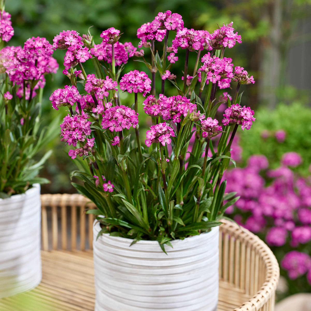 Hayloft Lychnis Viscaria 'Cherry Bubbles' - 9cm Pots