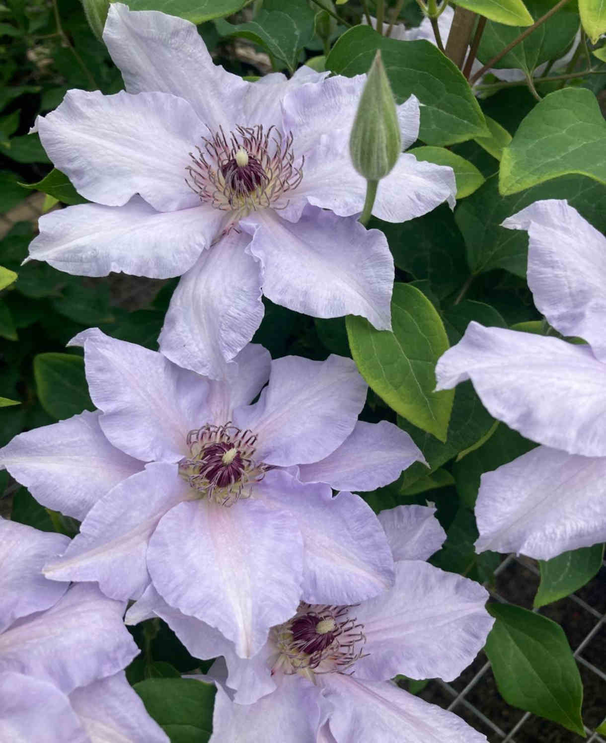 ‘hope And Harmony’ Clematis Collection - 7cm Pots | Set-of-6 | Multi