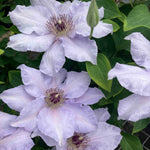 ‘hope And Harmony’ Clematis Collection - 7cm Pots | 3 x 7cm | Multi