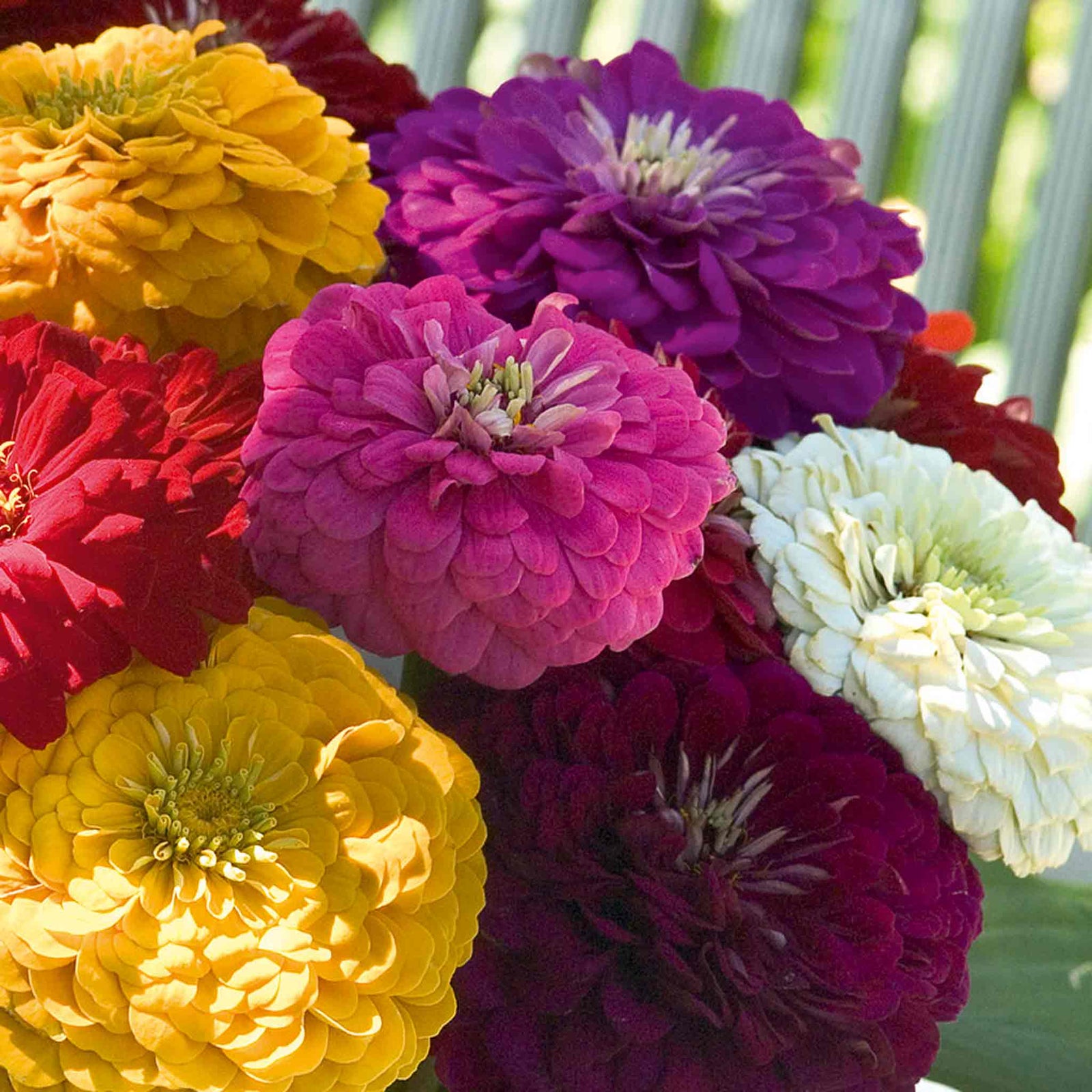 Zinnia Seeds Benary's Giant | 35 Seeds