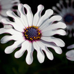 Hayloft Osteospemum White Spoon - 5 Young Plants