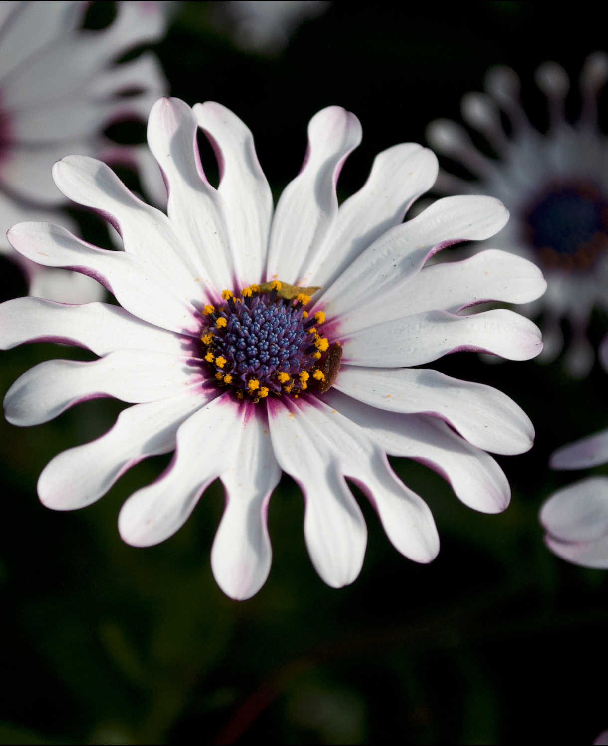 Hayloft Osteospemum White Spoon - 5 Young Plants