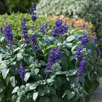 Salvia 'big Blue' – Pollinator-friendly Blue Spikes | 12 x Plug Plants | Blue