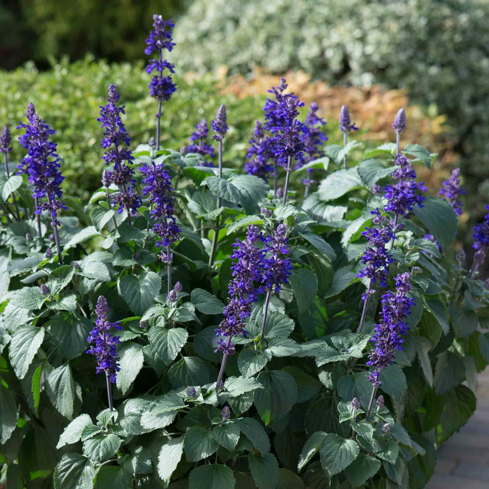 Salvia 'big Blue' – Pollinator-friendly Blue Spikes | 12 x Plug Plants | Blue