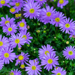 Hayloft Bedazzling Brachyscome Collection - Set Of 9 Young Plants