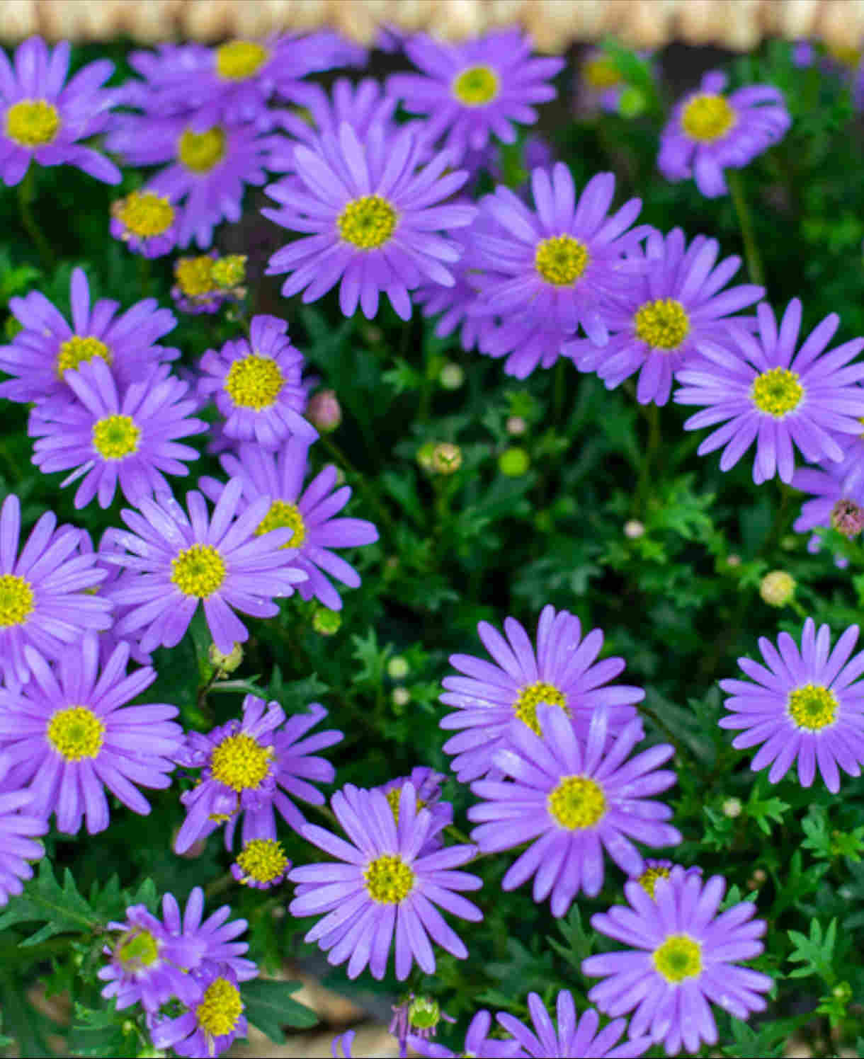 Hayloft Bedazzling Brachyscome Collection - Set Of 9 Young Plants