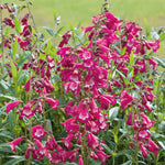 Penstemon 'pensham Amelia Jayne' Deep Pink Perennial For Borders & Containers | 6 x Jumbo Plugs | Deep Pink