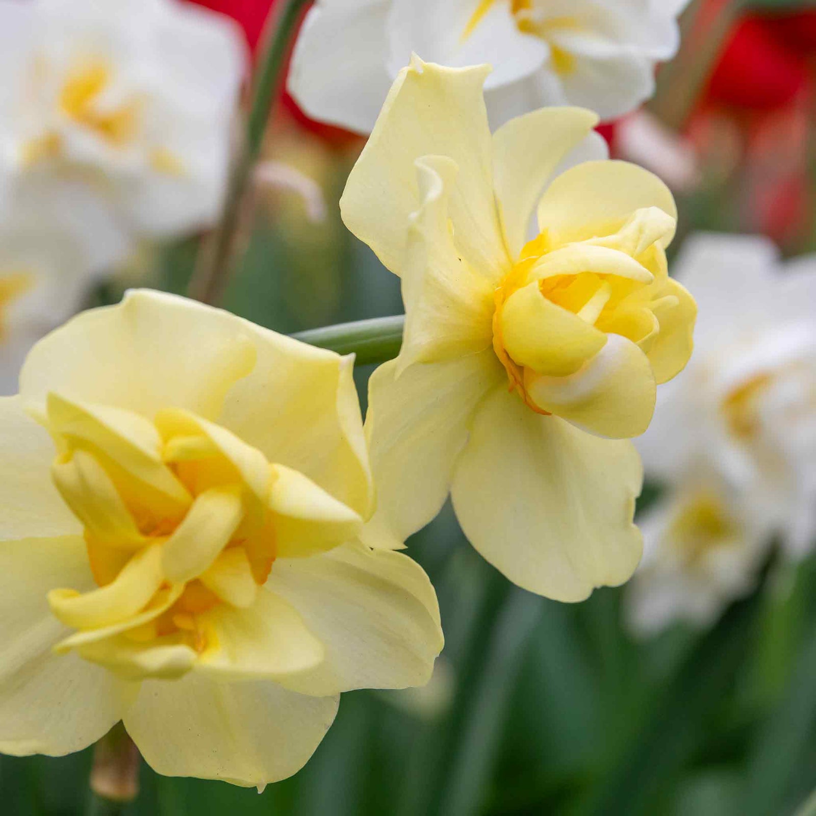 Daffodil 'yellow Cheerfulness' Double Fragrant Yellow | 10 x Bulbs | Yellow