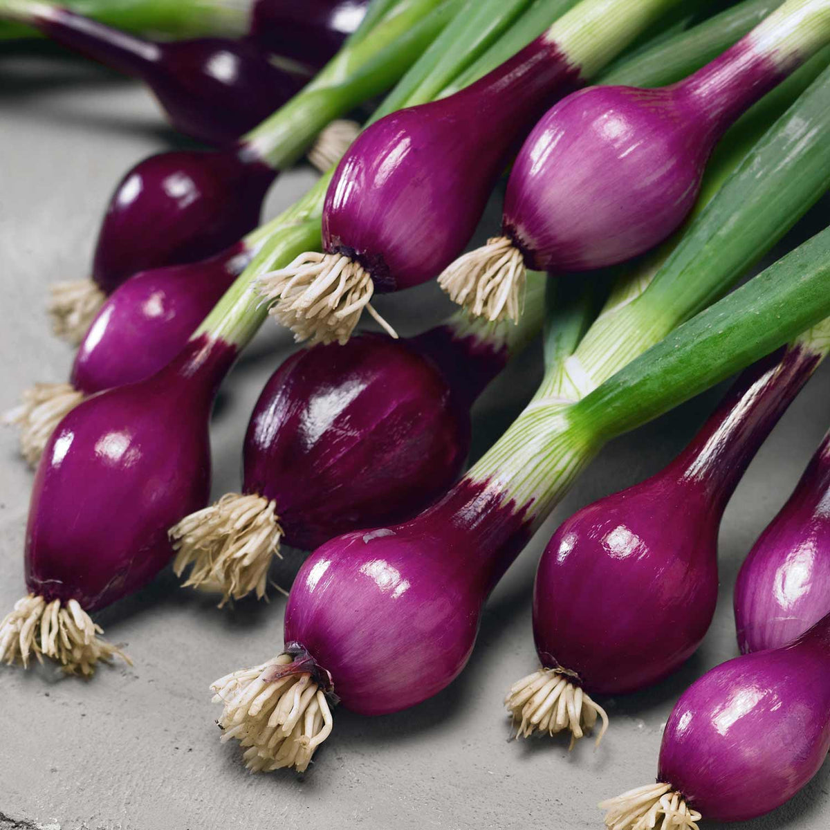 Spring Onion 'liliax' - Red Bulb Dual-purpose Plant Seedlings | Set of 20 | Purple