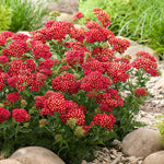 Yarrow 'colour Burst Red' (achillea Millefolium) | 6 x Jumbo Plugs | Red