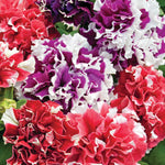 Summer Bedding Collection 24 Plugs