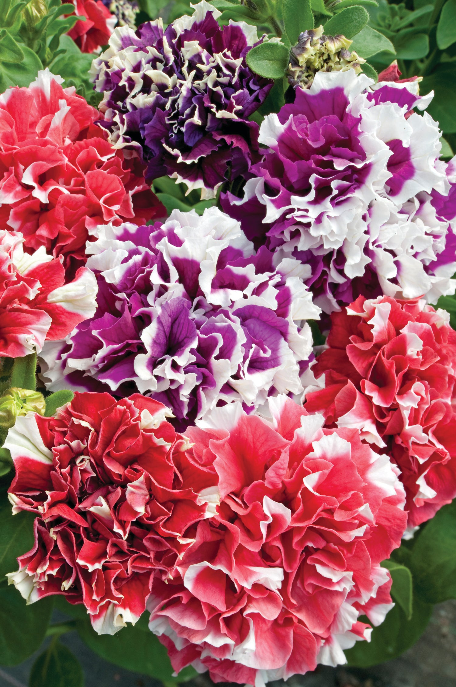 Summer Bedding Collection 24 Plugs