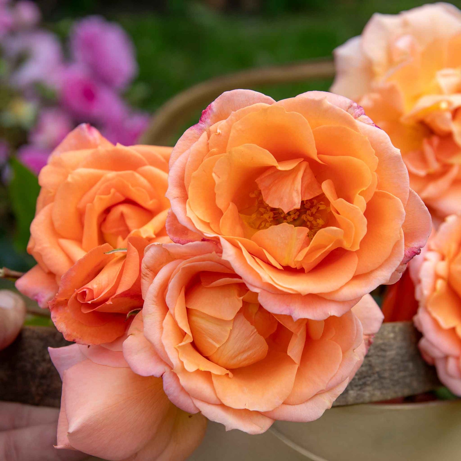 Rose 'precious Amber' - Apricot Orange Floribunda | 1 x Bare Root | Orange