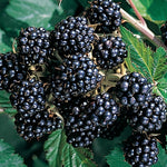 Blackberry Chester Thornless Fruit Plant 1-2ft Supplied In A 2/3 Litre Pot