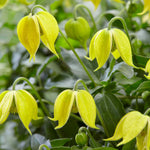 Clematis Tangutica ‘little Lemons’ - 7cm Pots. | 1 x 7cm | Yellow