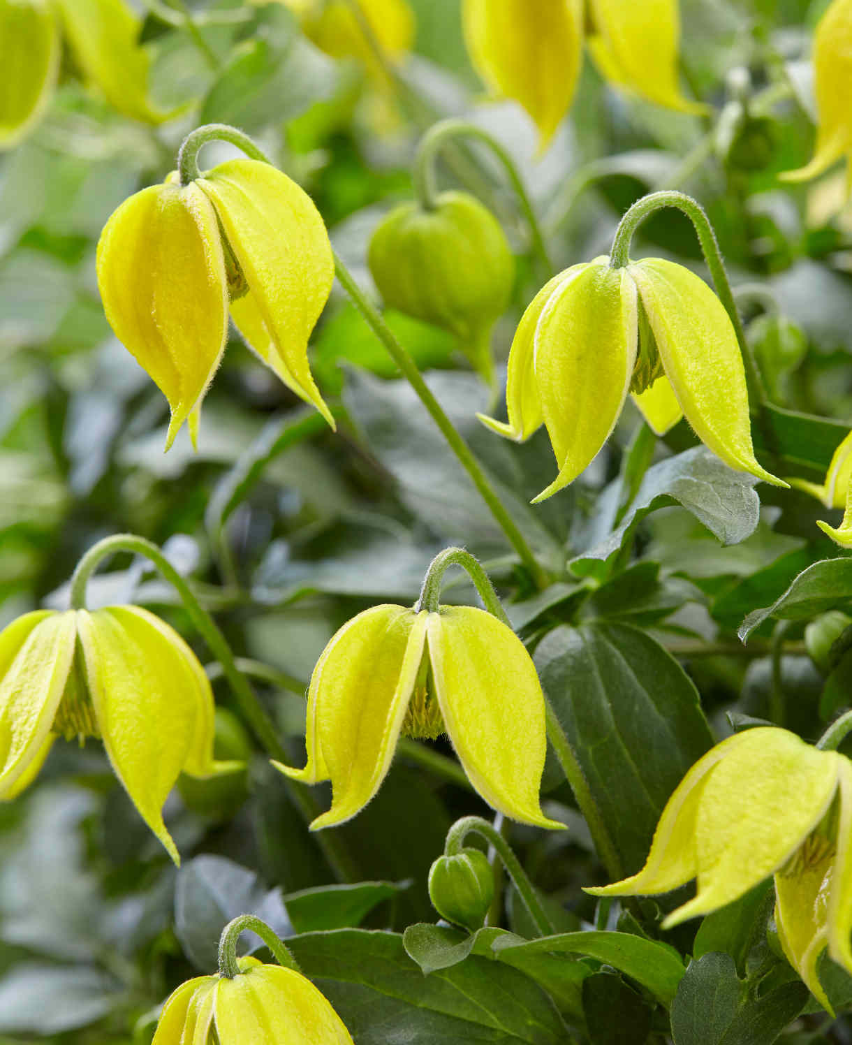 Clematis Tangutica ‘little Lemons’ - 7cm Pots. | 1 x 7cm | Yellow
