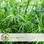 Umbrella Plant - 4 Pcs. - Cyperus Alternifolius - Height 40-50cm - ⌀14cm | Set of 4 | Green